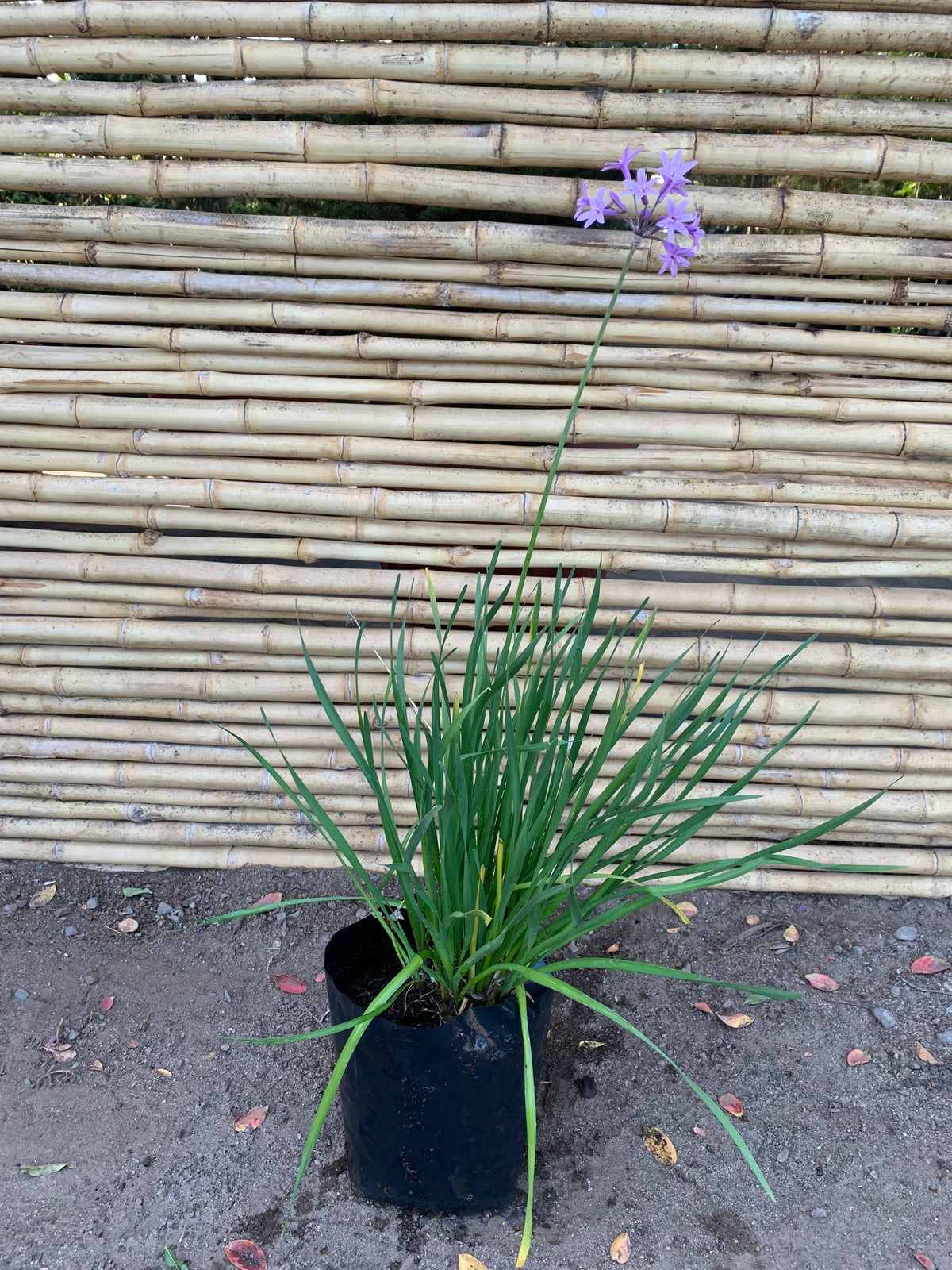 Allium ( flor violeta )