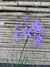 Allium ( flor violeta )