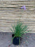 Allium ( flor violeta )