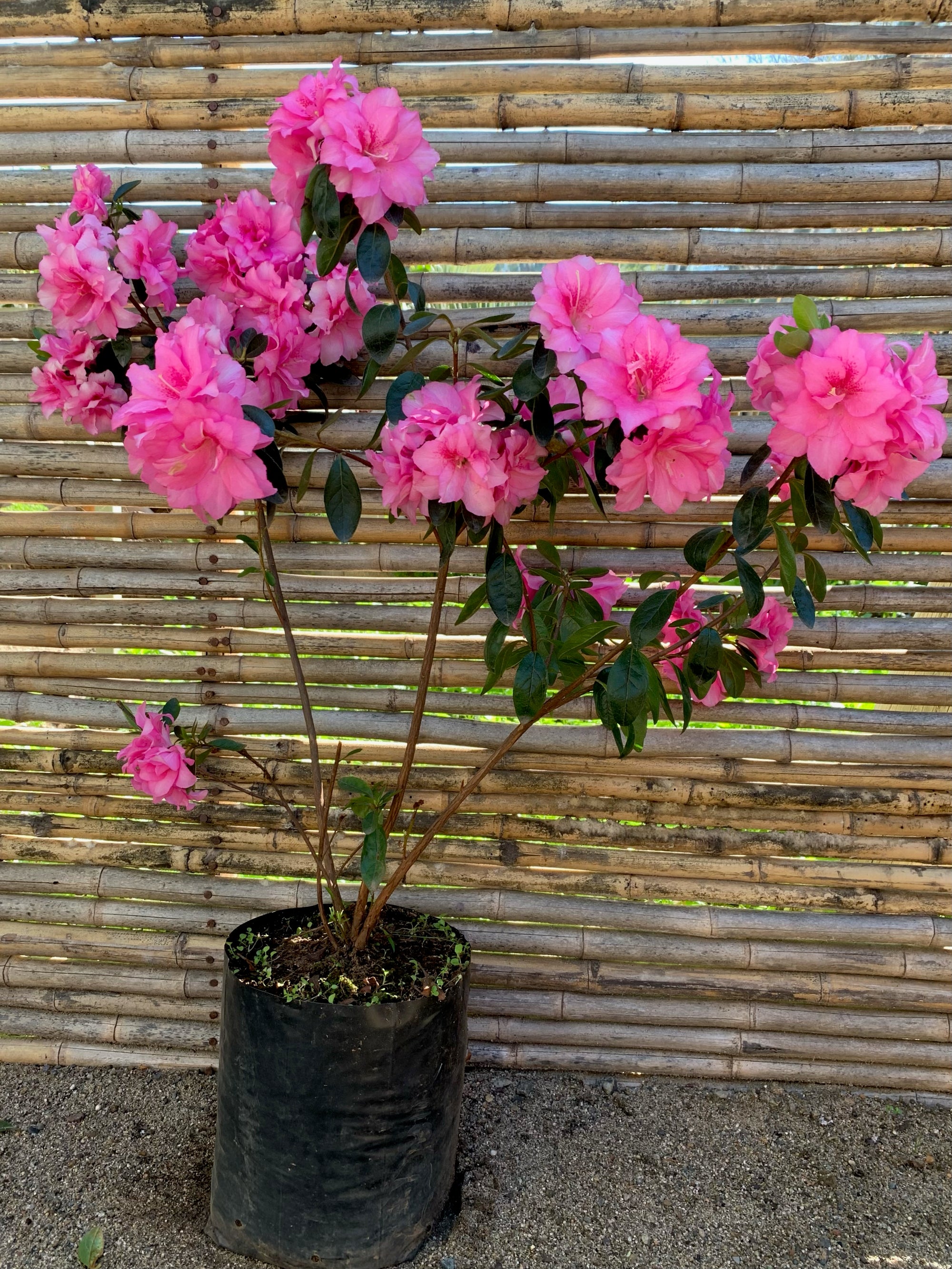 Azalea (60 - 80cm) - Rhododendron indicum