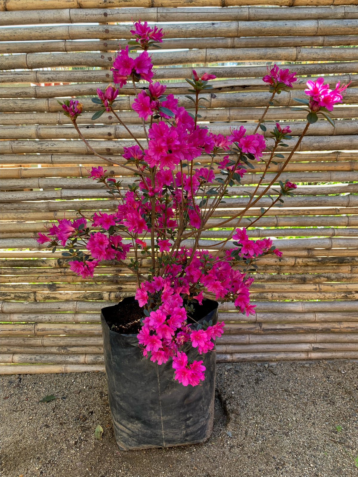 Azalea (enana) - Rhododendron indicum (Fucsia y Roja)