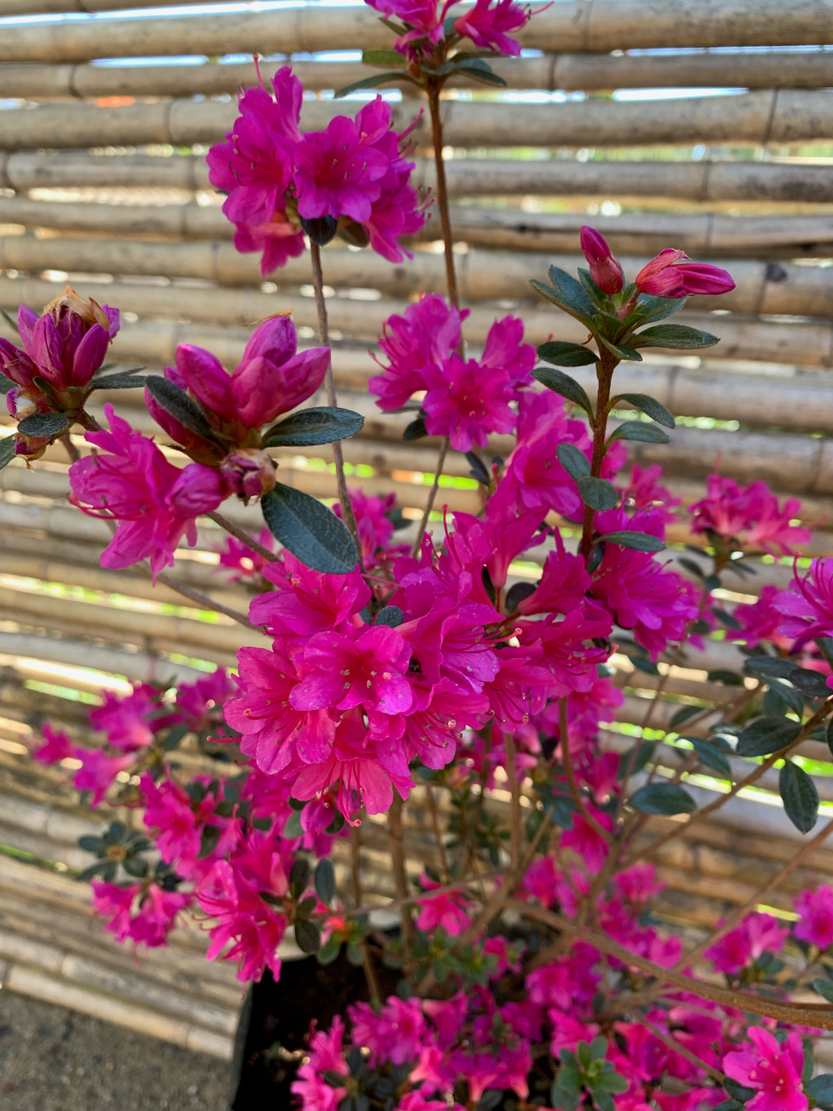 Azalea (enana) - Rhododendron indicum (Fucsia y Roja)