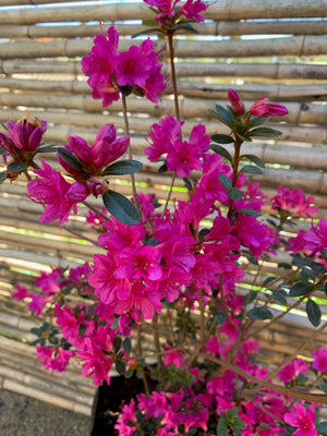 Azalea (enana) - Rhododendron indicum
