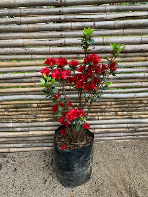 Azalea (enana) - Rhododendron indicum (Fucsia y Roja)
