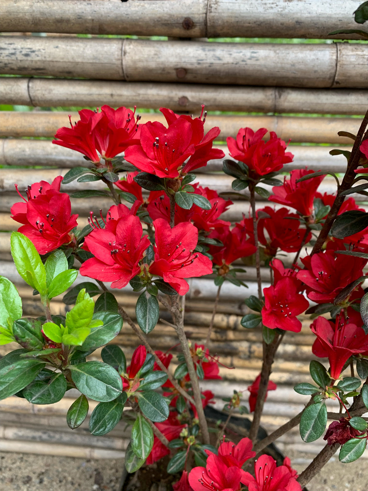 Azalea (enana) - Rhododendron indicum (Fucsia y Roja)