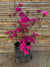 Azalea (enana) - Rhododendron indicum