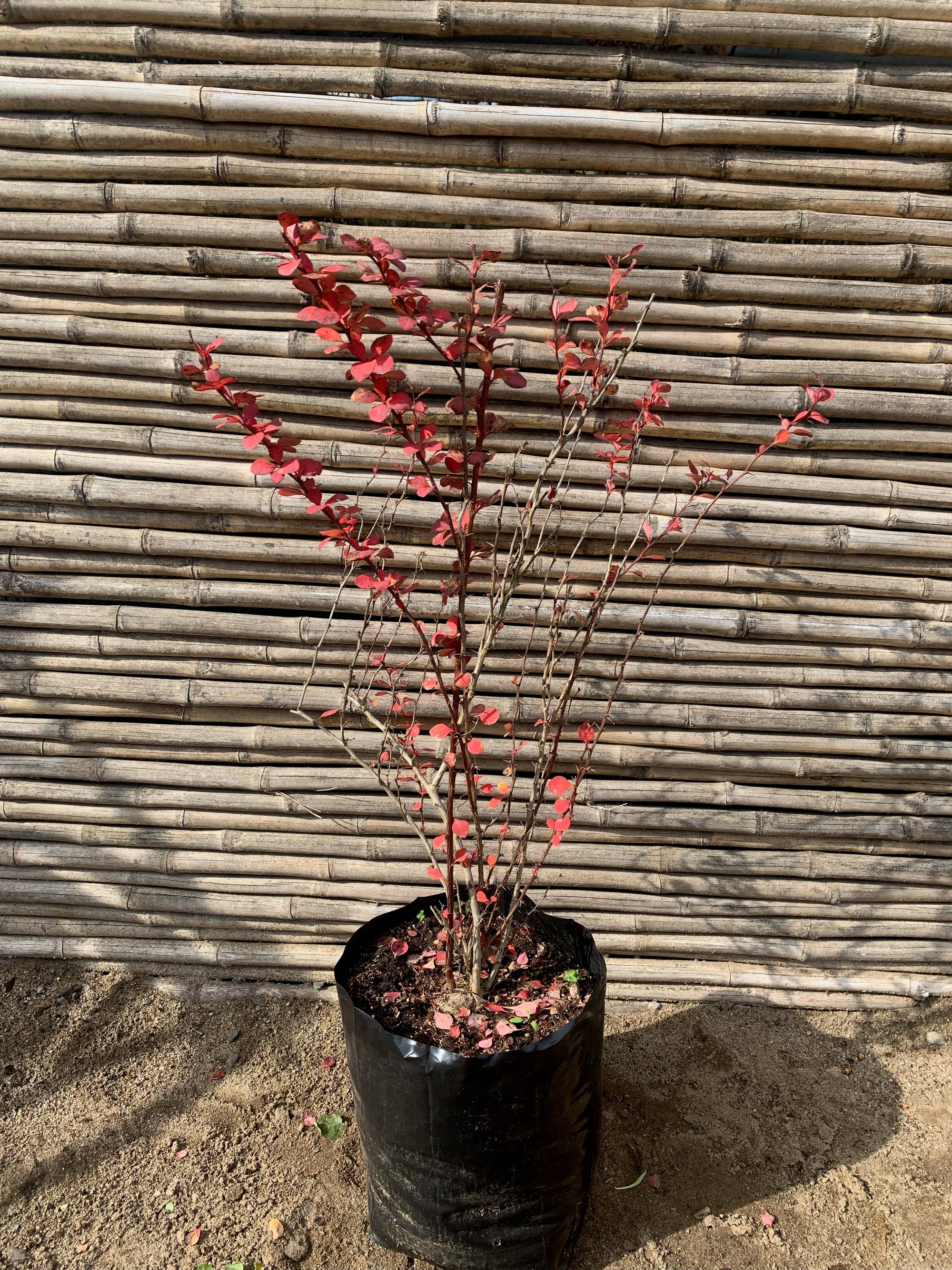 Berberis