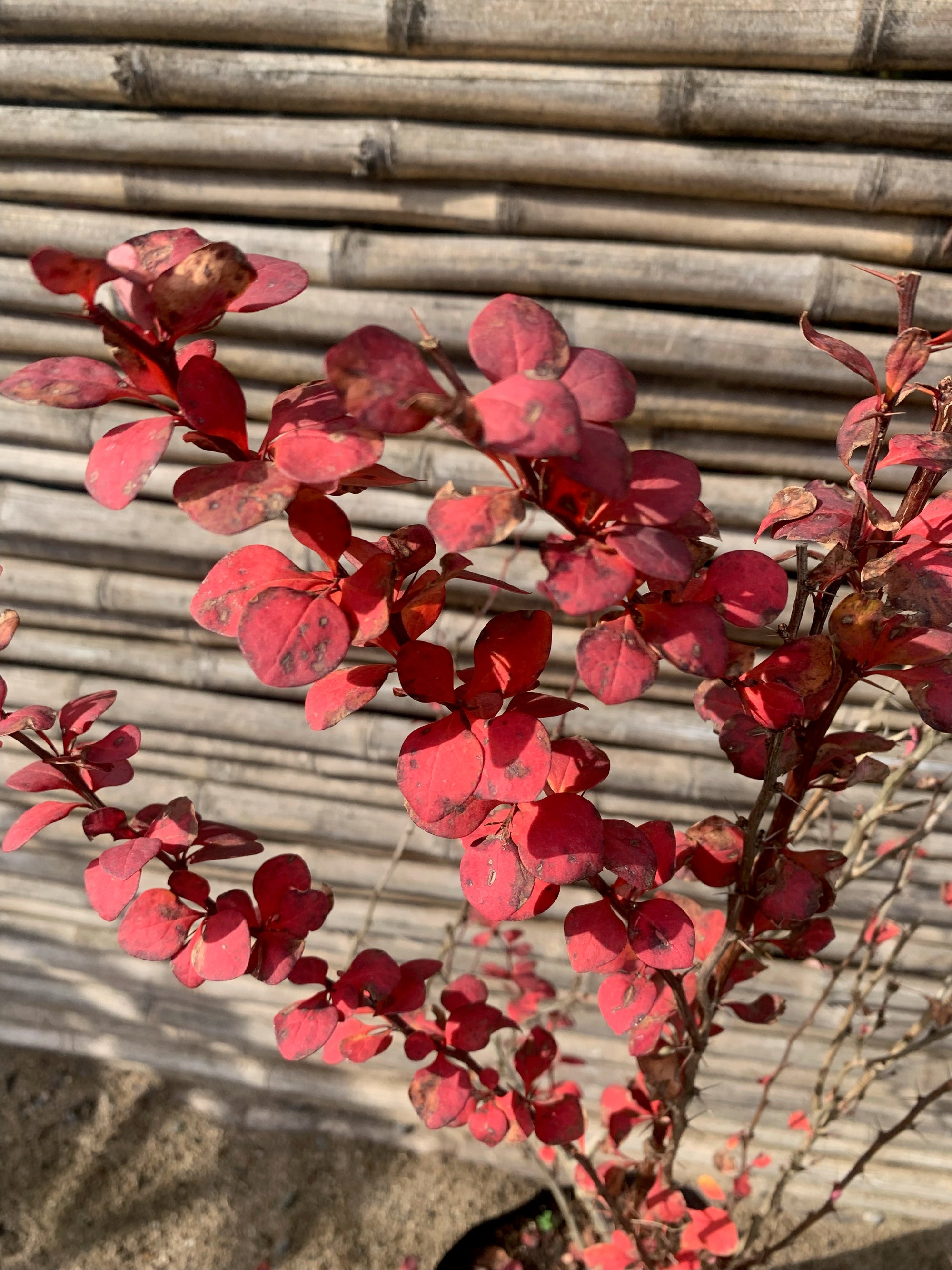 Berberis