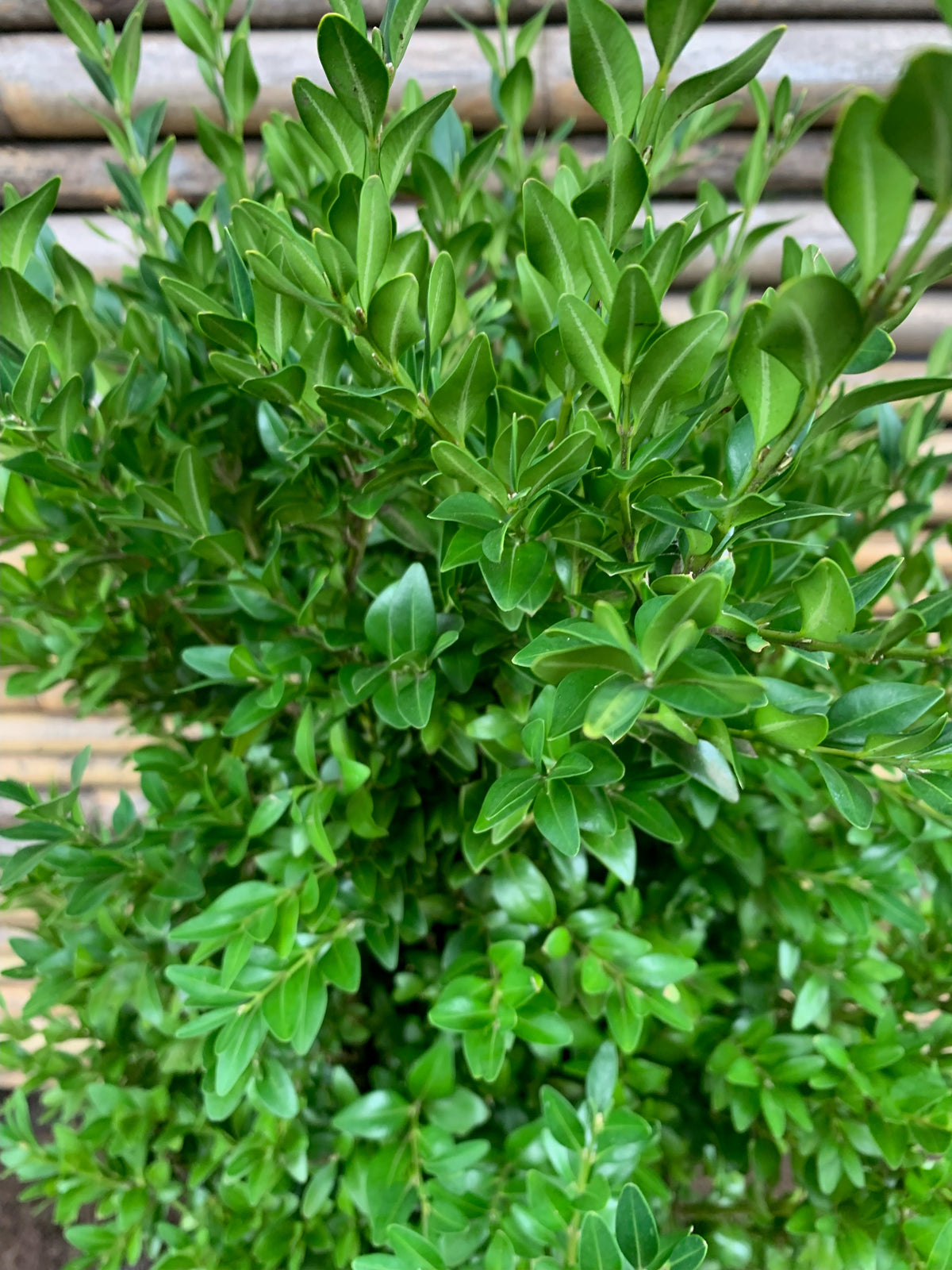 Boj verde - Buxus Sempervirens (0.5m)
