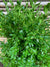 Boj verde - Buxus Sempervirens (0.5m)