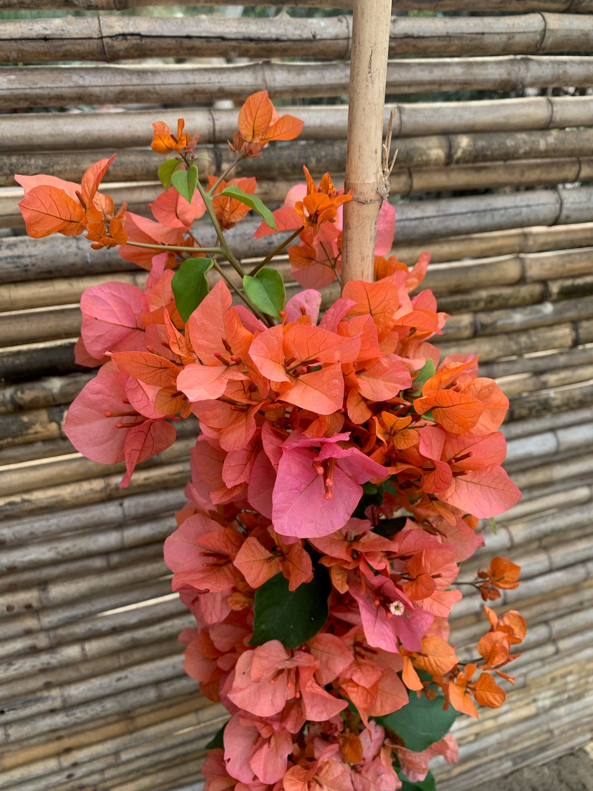 Bugambilia - Bougainvillea (0.8-1.0m)