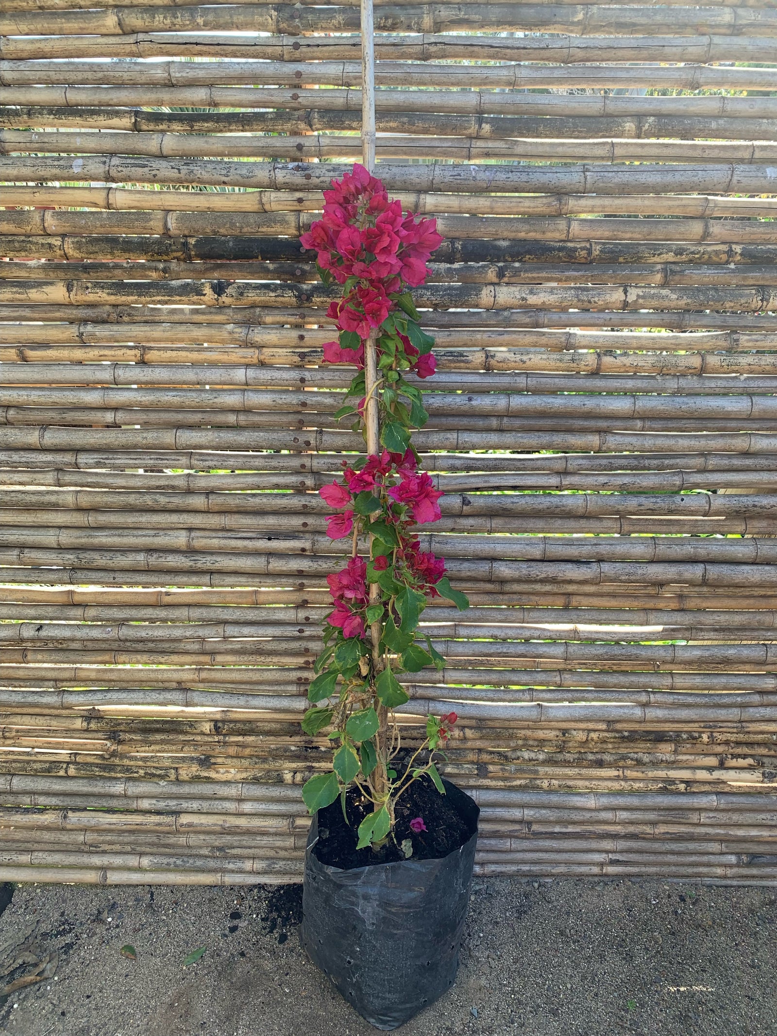 Bugambilia - Bougainvillea (0.8-1.0m)