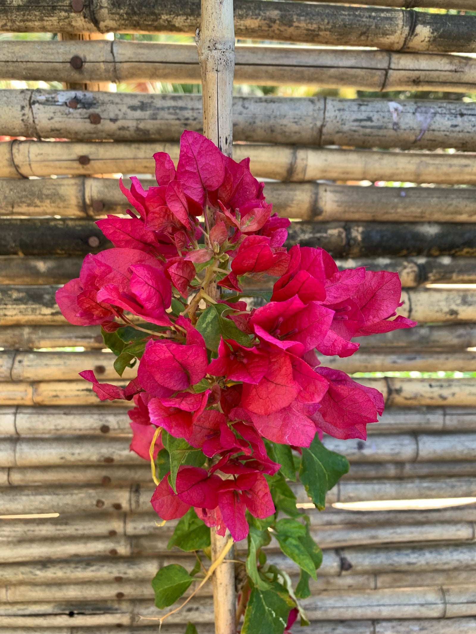 Bugambilia - Bougainvillea (0.8-1.0m)