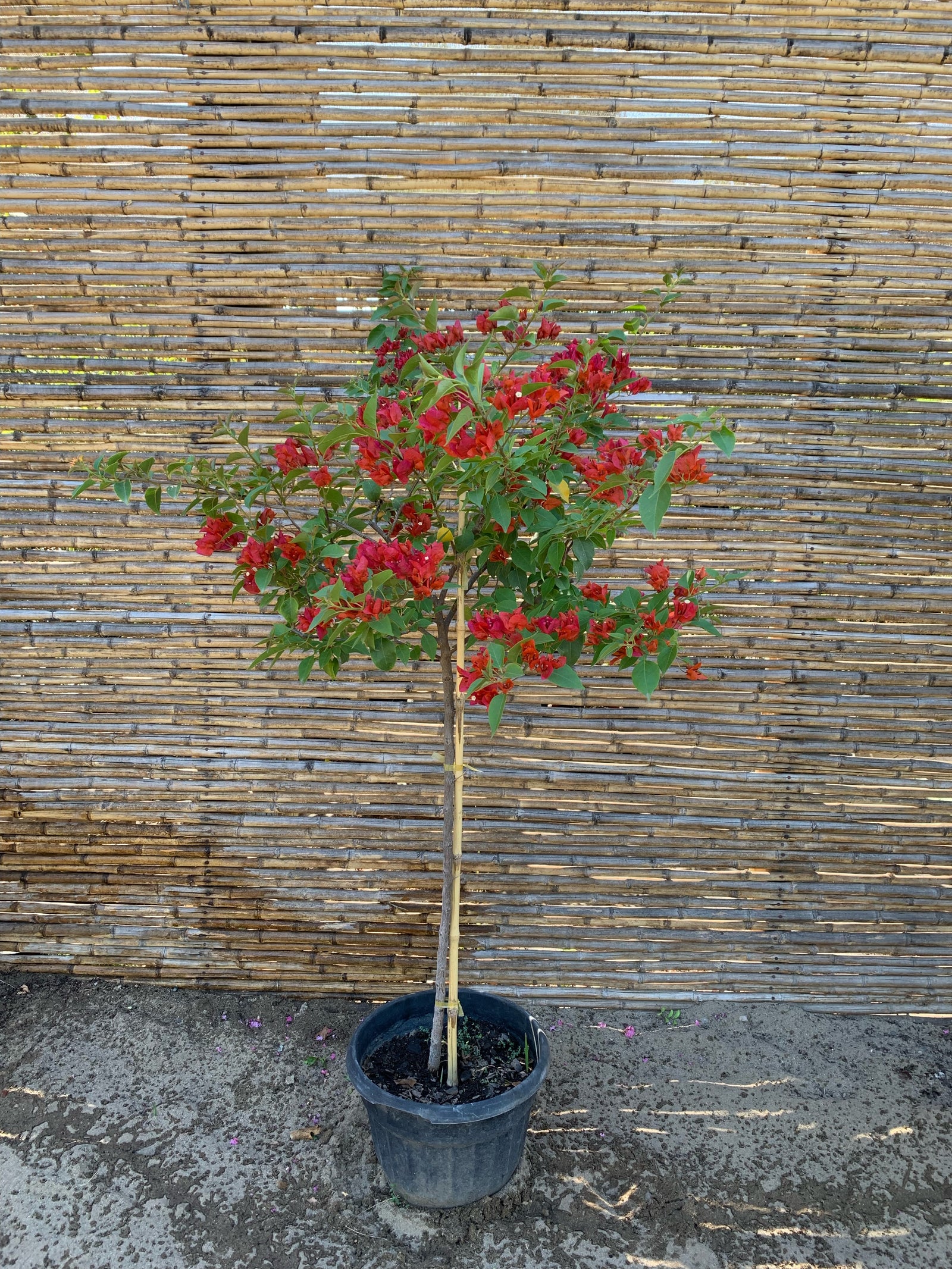 Bugambilia de Pie Alto - Bougainvillea de Pie Alto