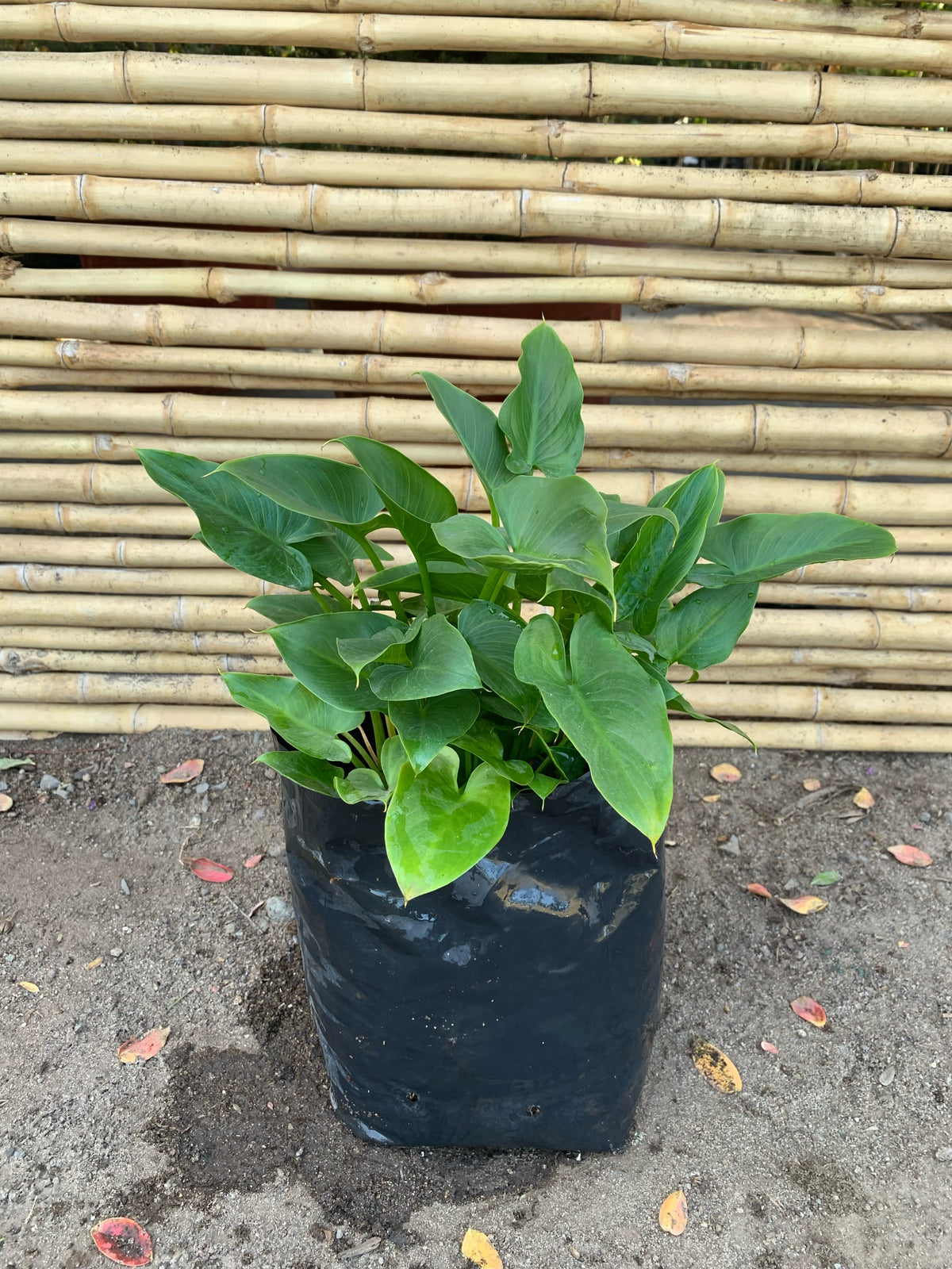 Cala Blanca Enana - Zantedeschia Aethiopica Var Nana