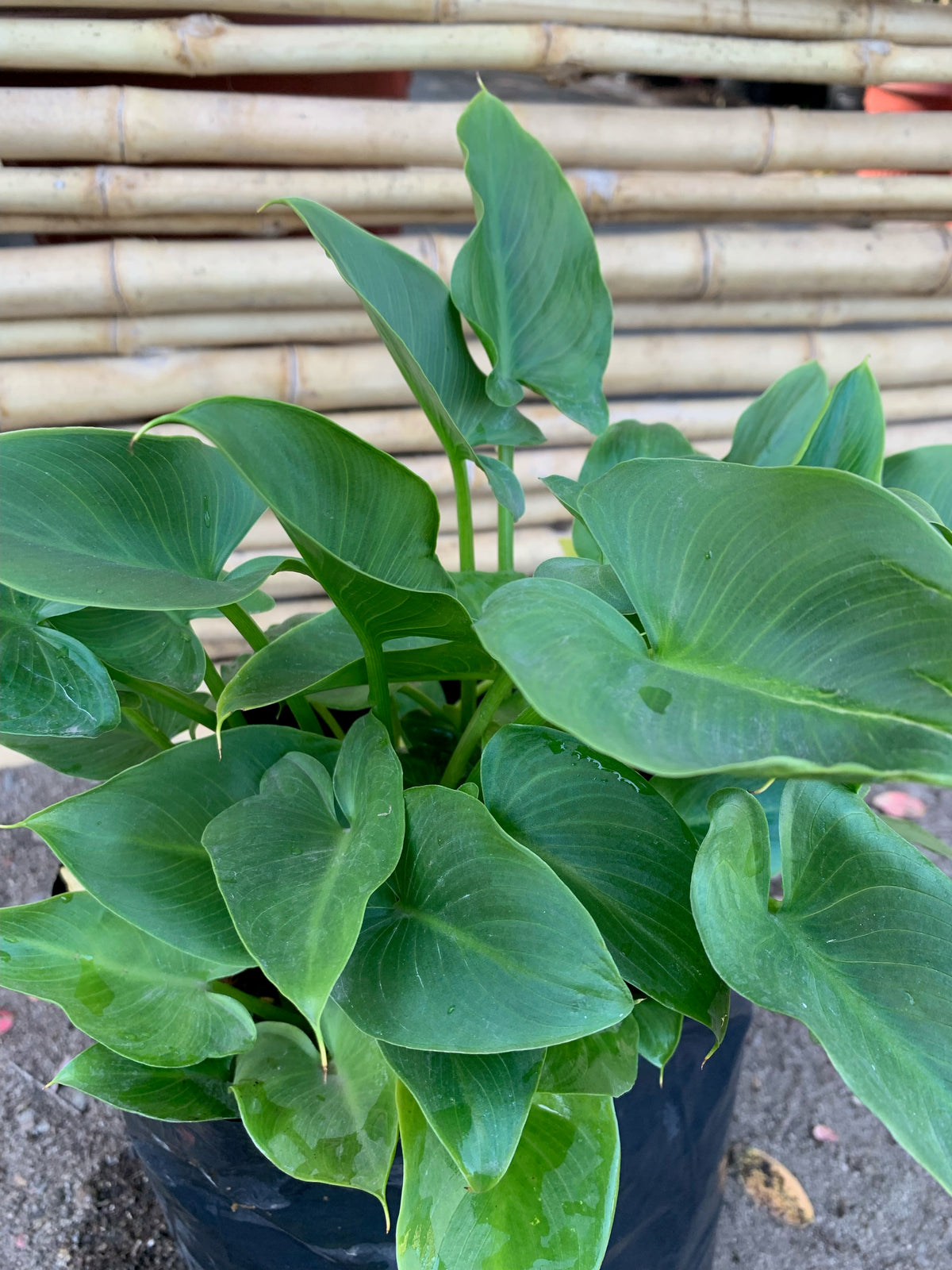 Cala Blanca Enana - Zantedeschia Aethiopica Var Nana