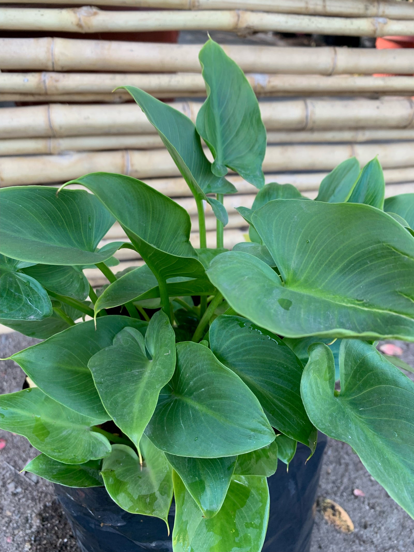 Cala Blanca Enana - Zantedeschia Aethiopica Var Nana