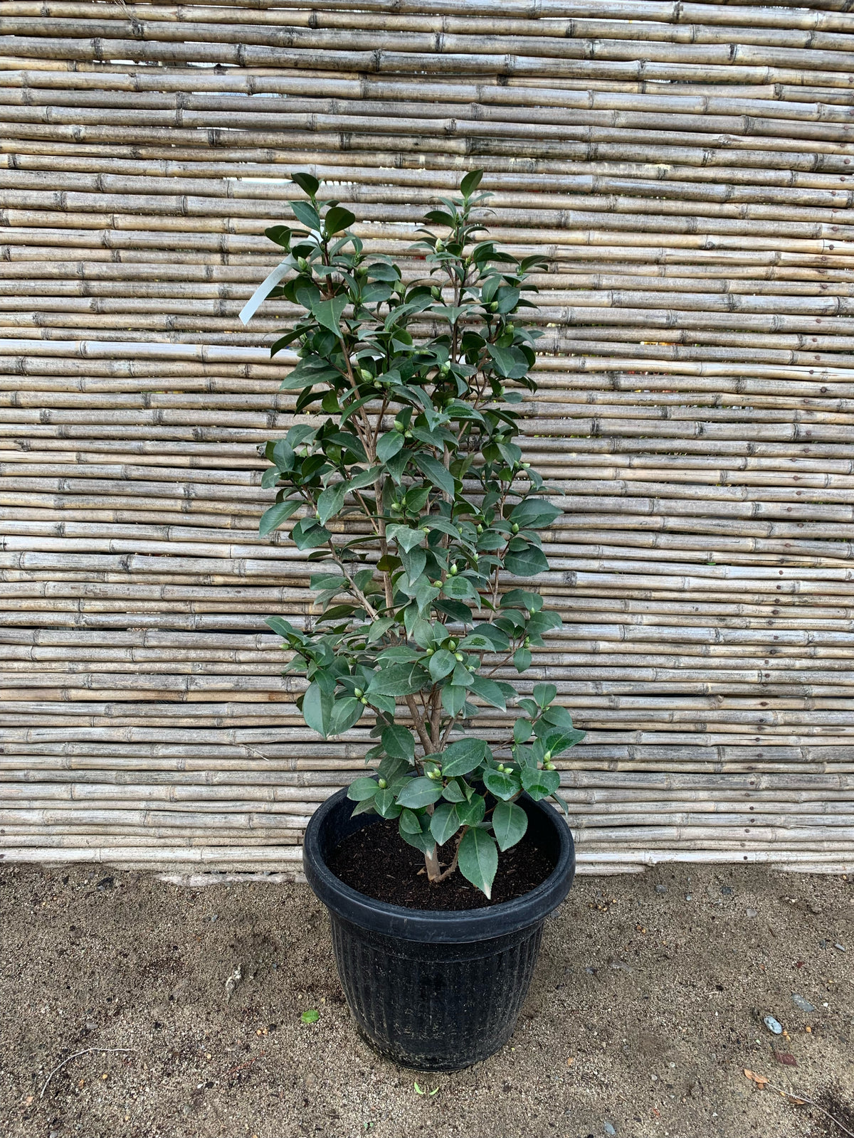 Camelia - Camelia Japónica (1 m)