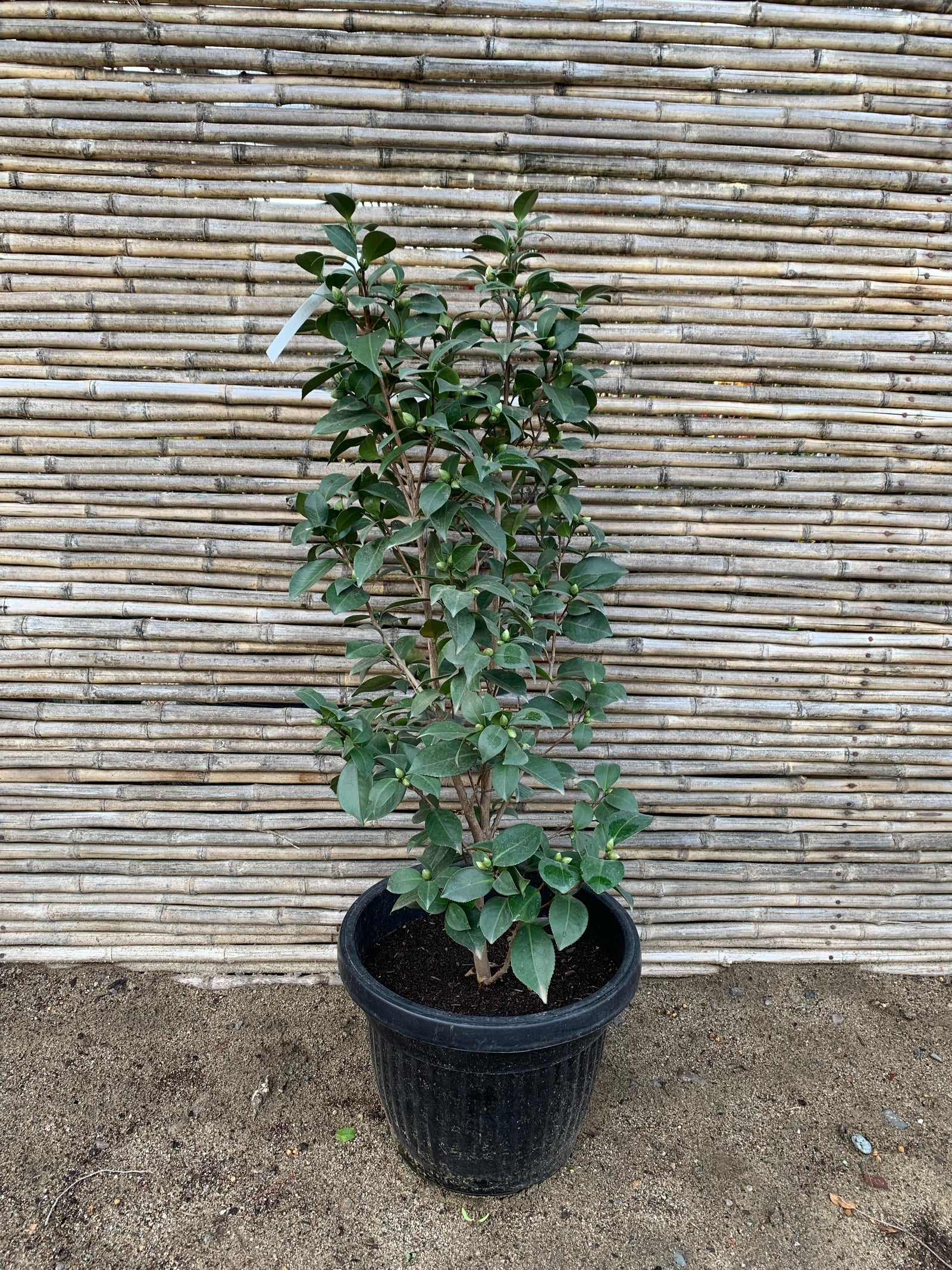 Camelia - Camelia Japónica (1 m)