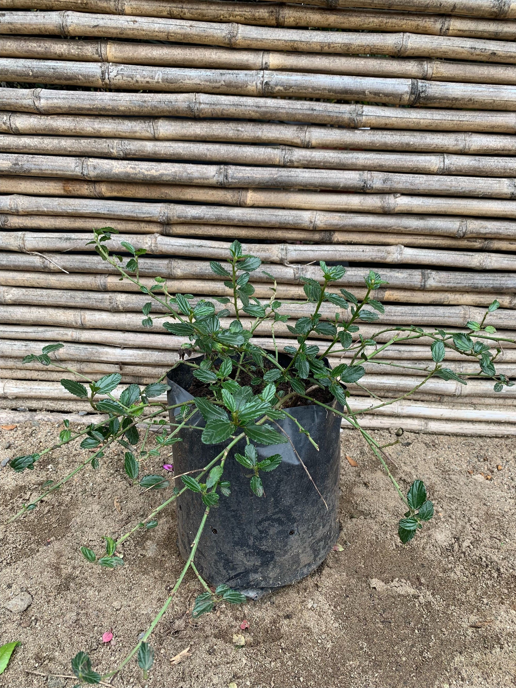Ceanoto Rastrero - Ceanothus Thyrsiflorus var. Repens