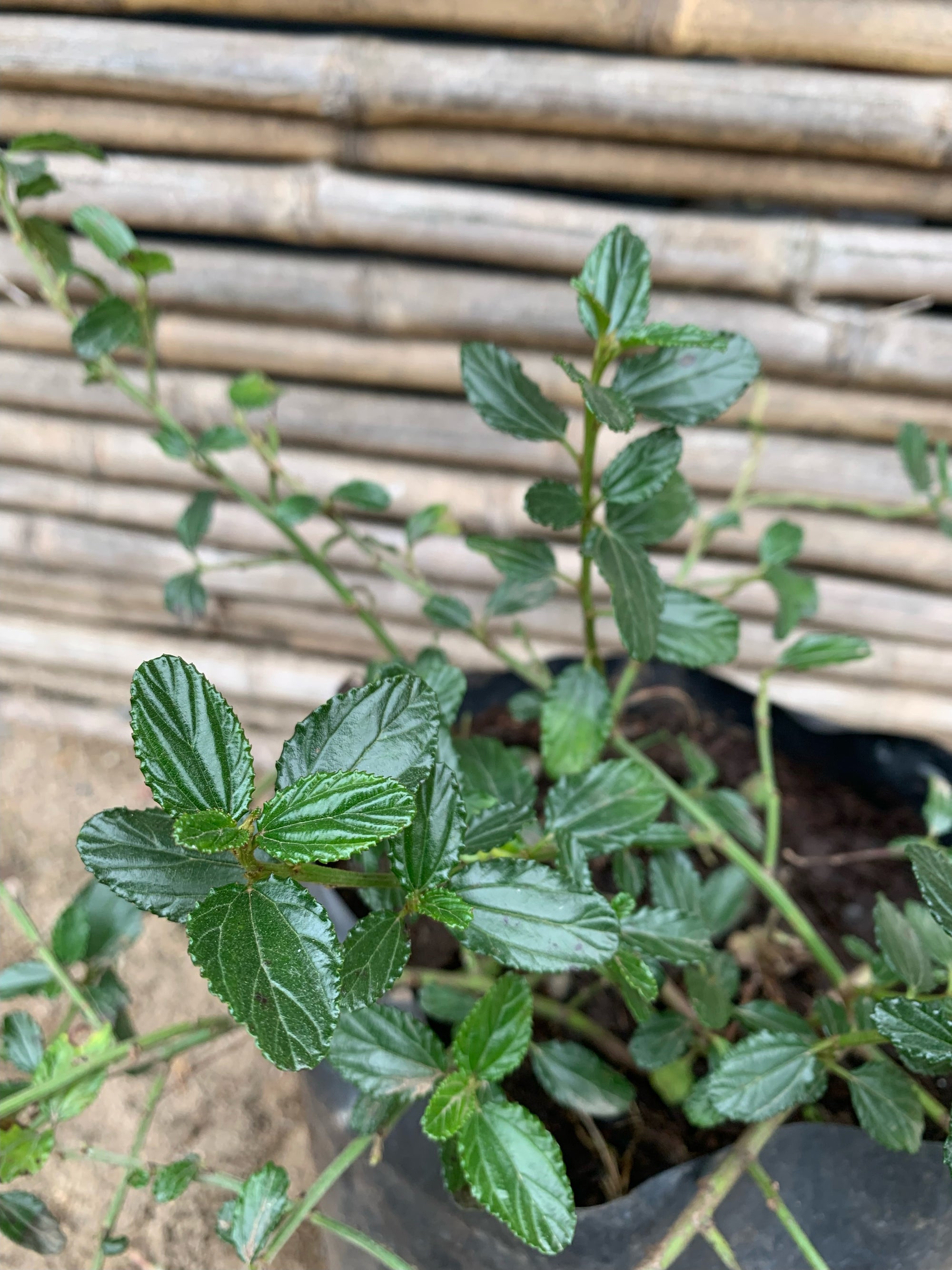 Ceanoto Rastrero - Ceanothus Thyrsiflorus var. Repens