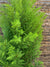 Ciprés Golden (Cedro Limón) - Cupressus macrocarpa  var. goldcrest