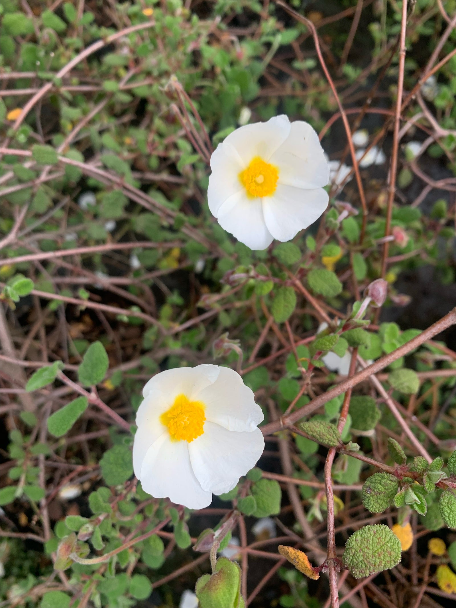 Cistus Rastrero - Cistus Salvifolius