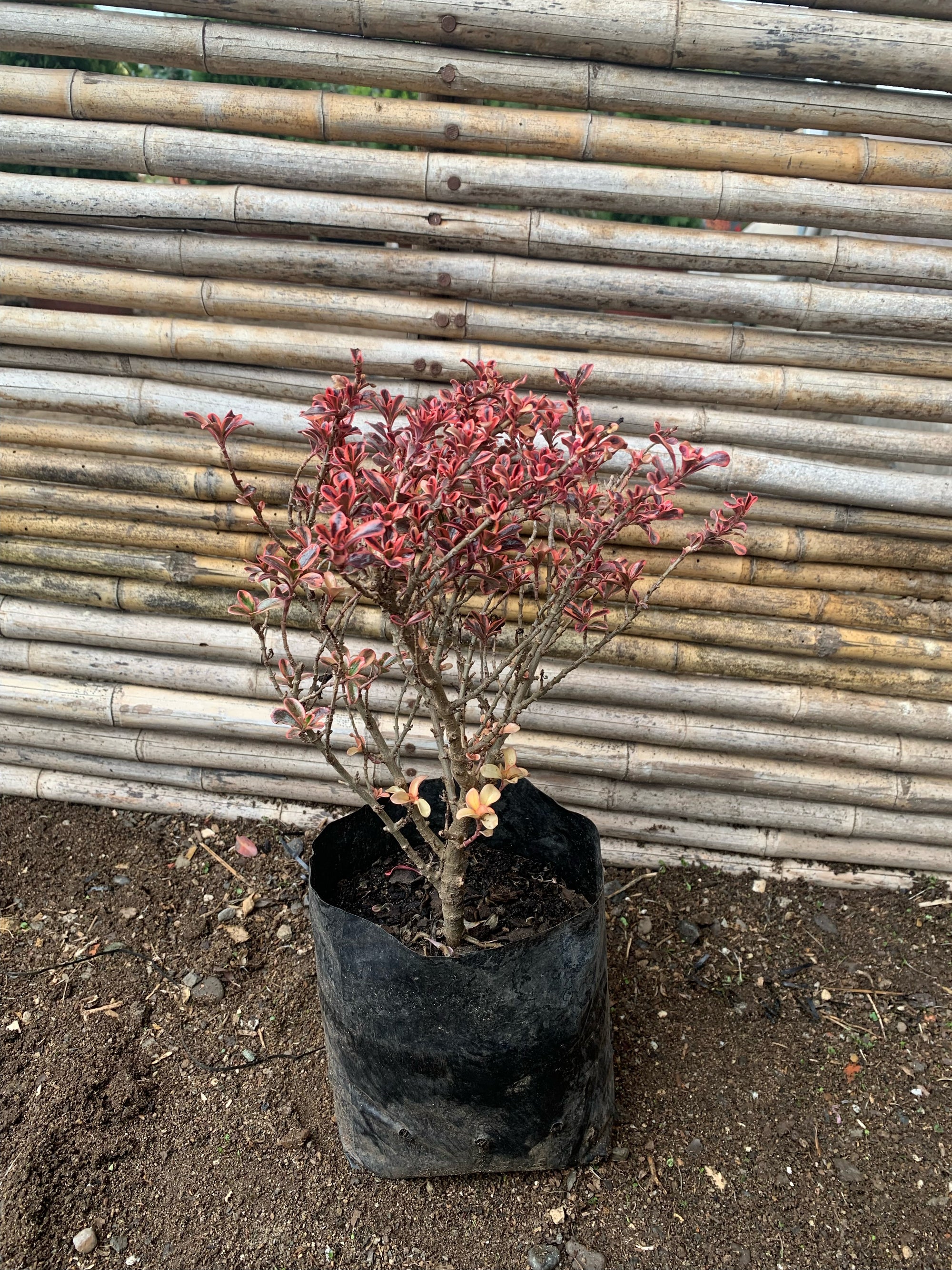 Coprosma Tequila (0.2-0.3m)