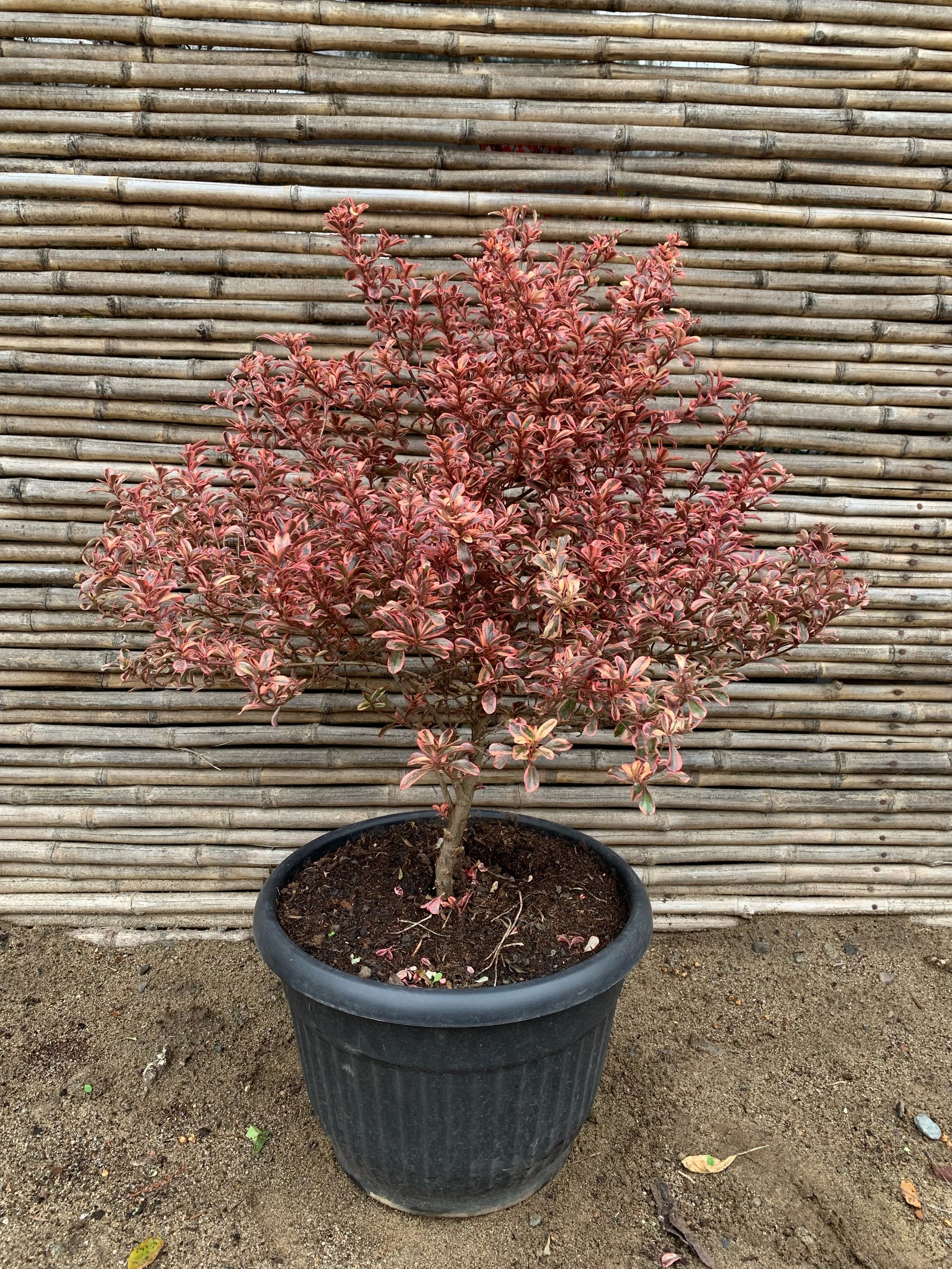 Coprosma Tequila (0.6-0.7m)