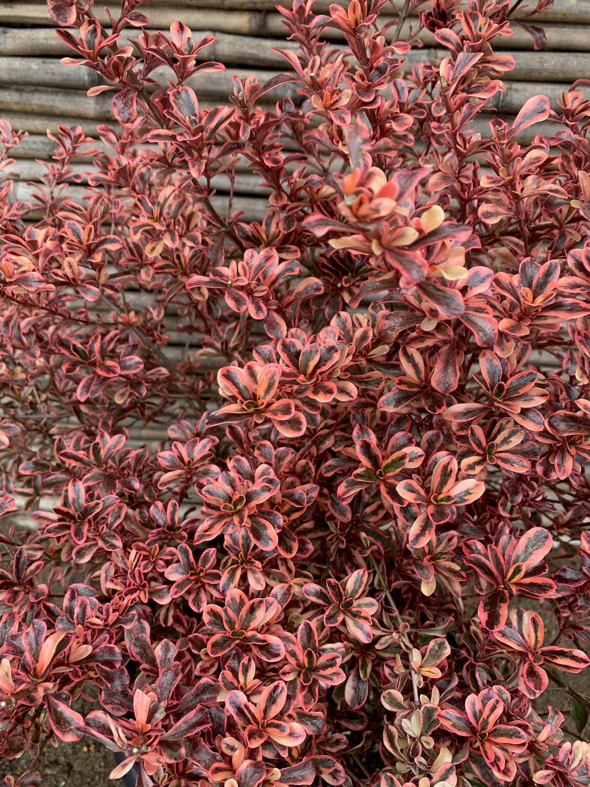 Coprosma Tequila (0.6-0.7m)