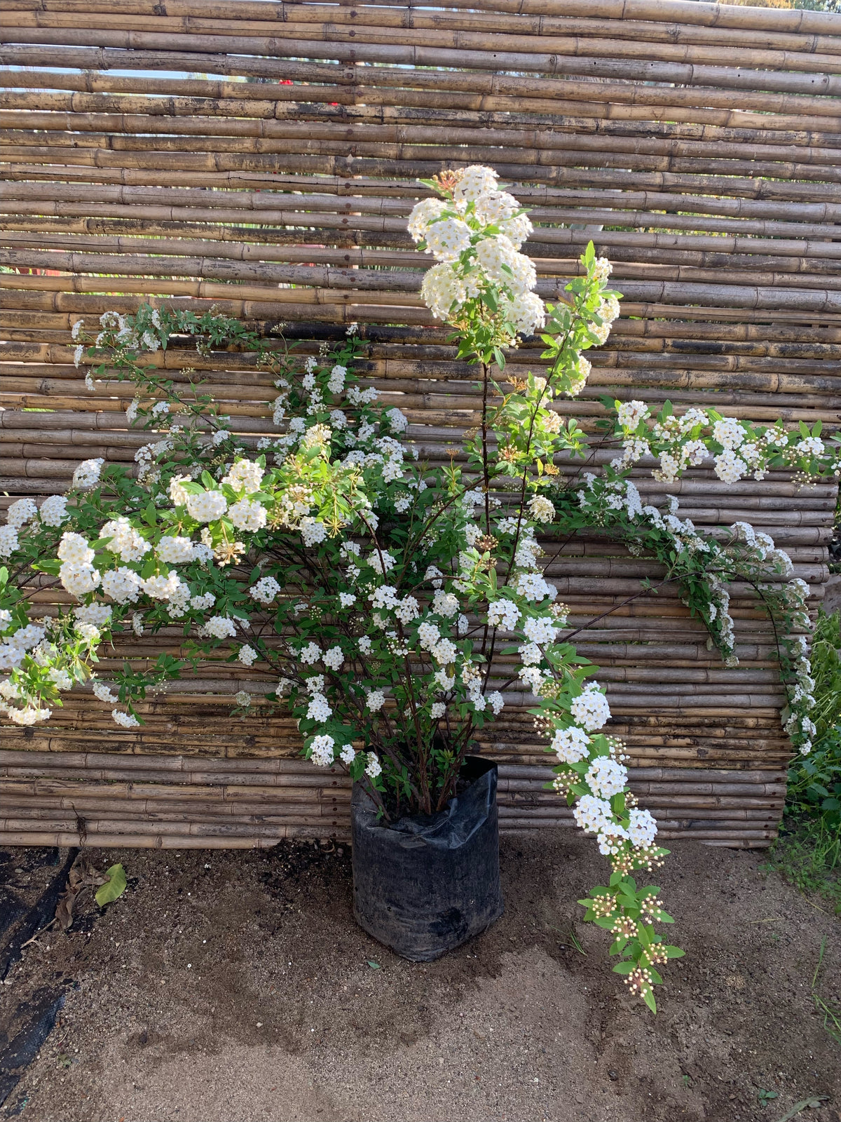 Corona del Poeta - Spirea Cantoniensis