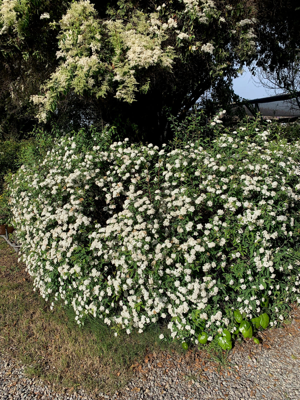 Corona del Poeta - Spirea Cantoniensis