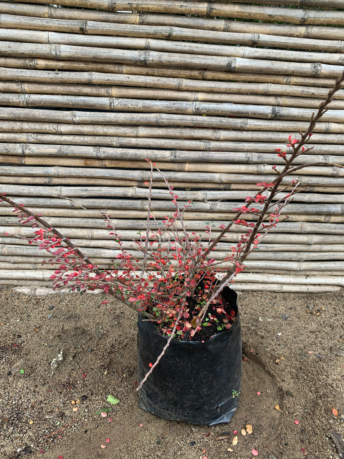 Cotoneaster Horizontal - Cotoneaster Horizontalis