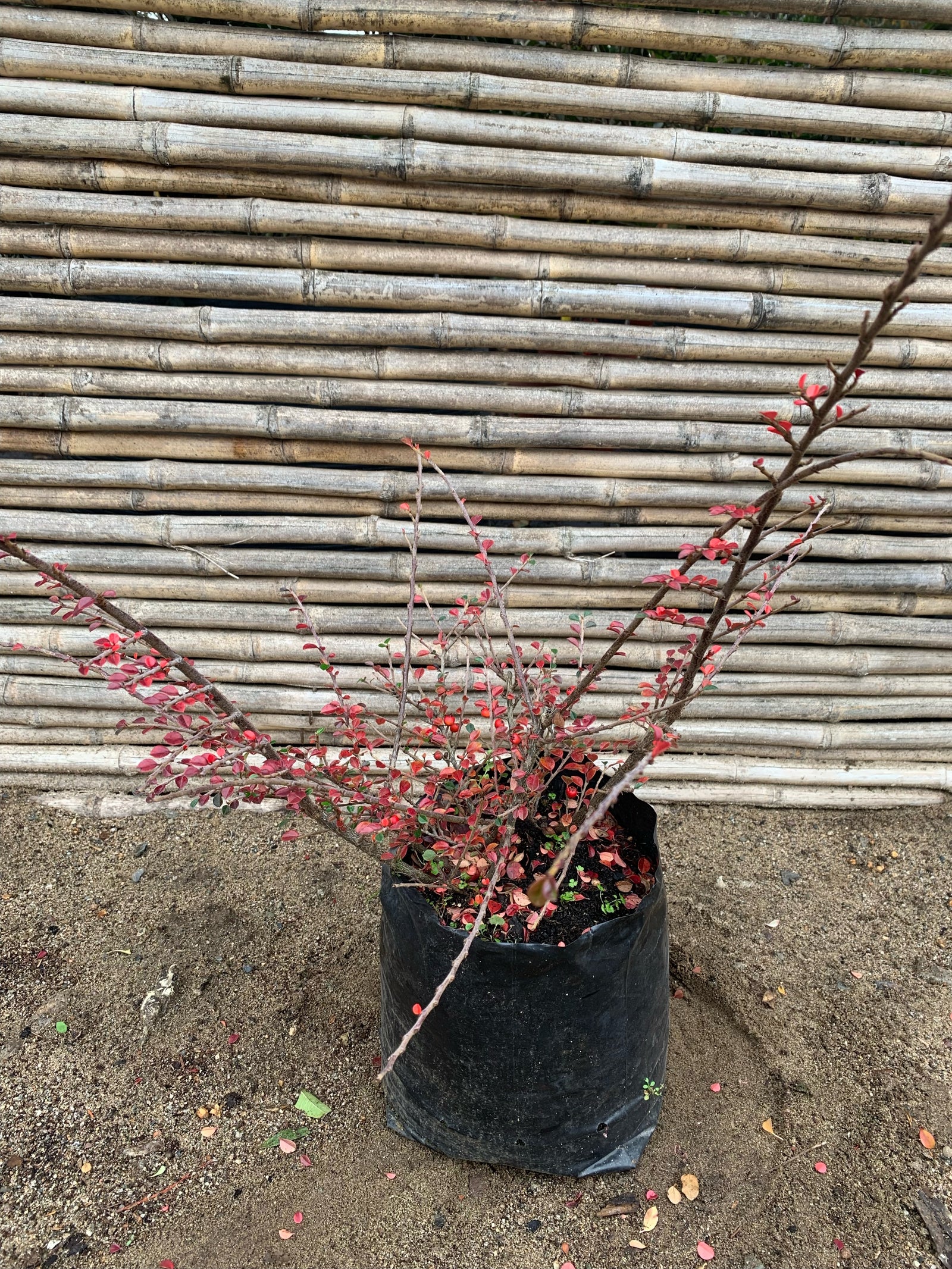 Cotoneaster Horizontal - Cotoneaster Horizontalis