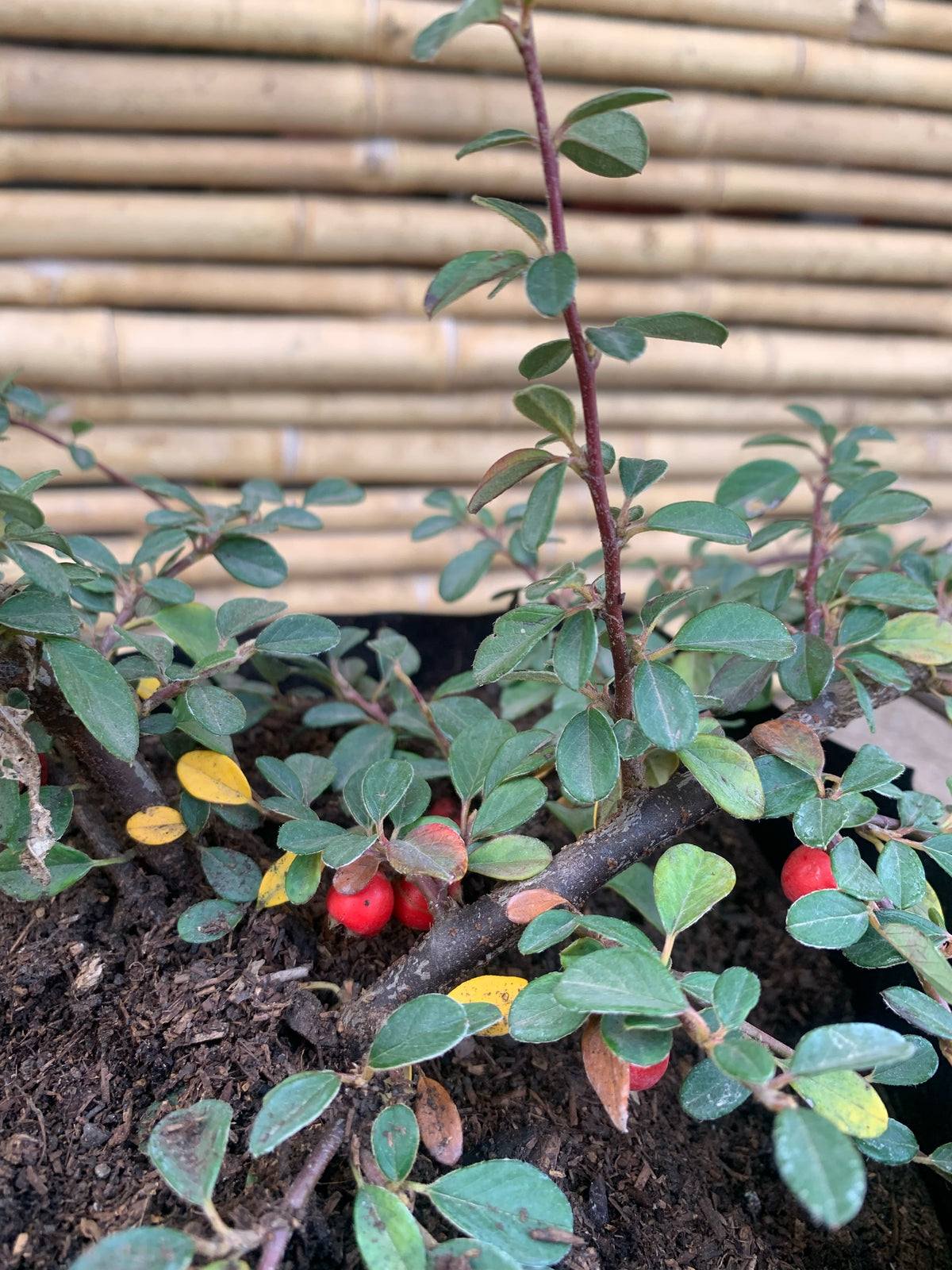 Cotoneaster Horizontal - Cotoneaster Horizontalis