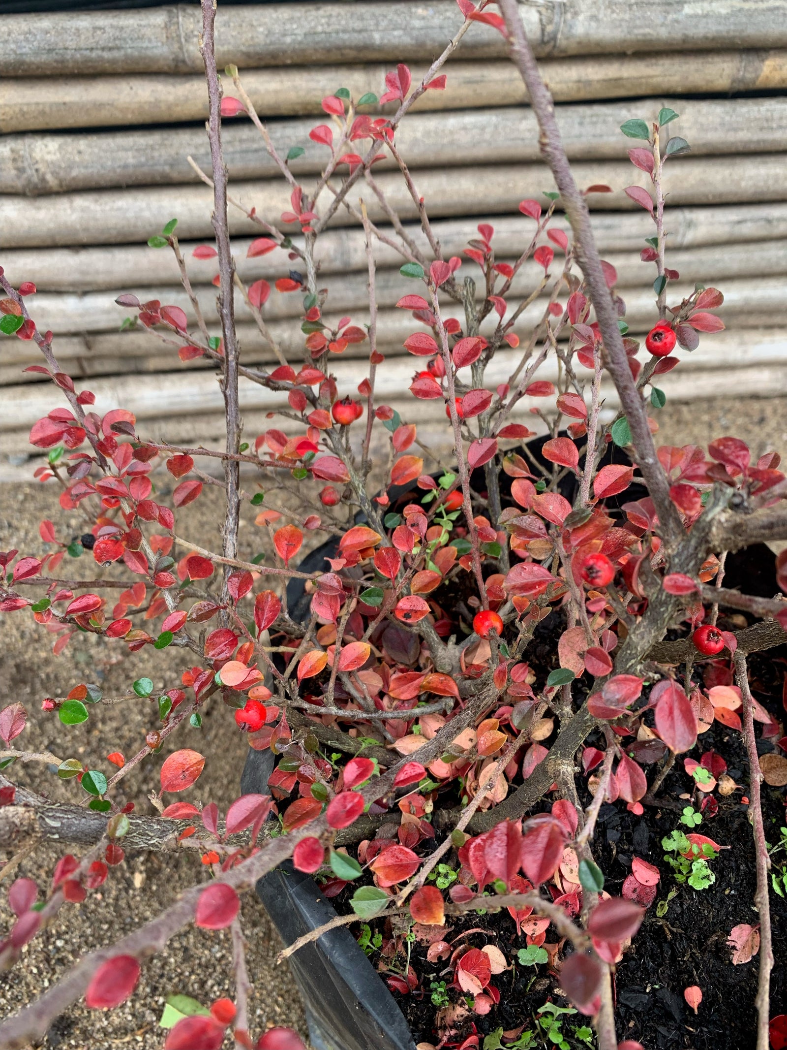 Cotoneaster Horizontal - Cotoneaster Horizontalis