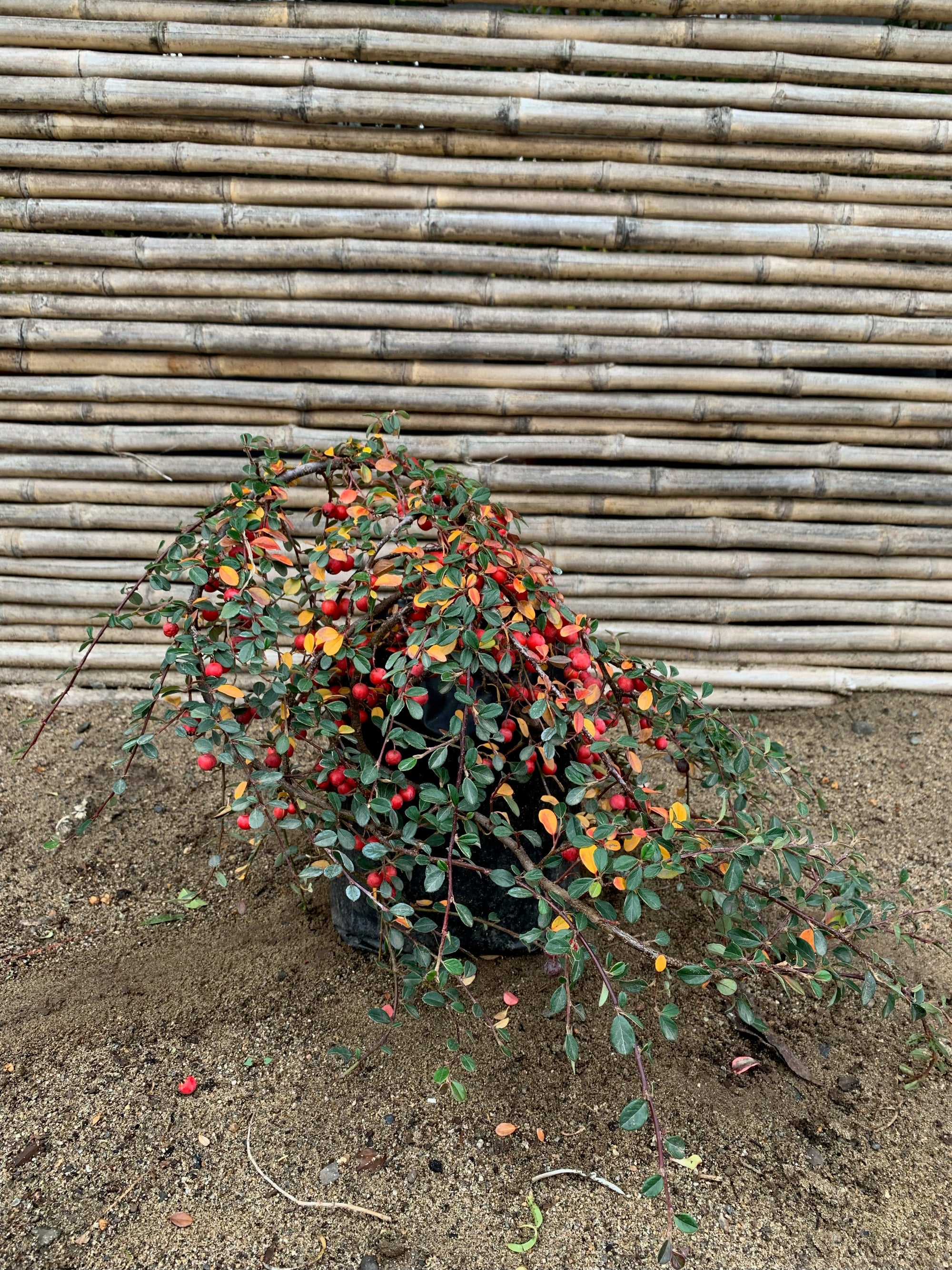 Cotoneaster Rastrero