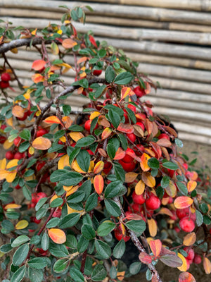 Cotoneaster Rastrero