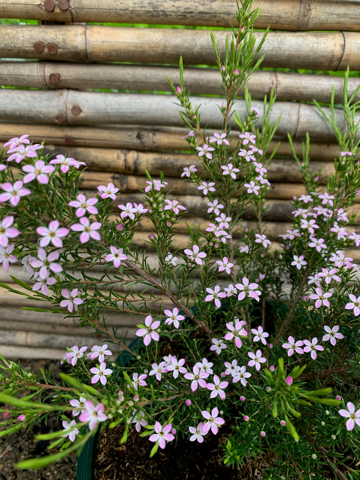 Diosma Arbustivo (Amarillo)(15cm.)