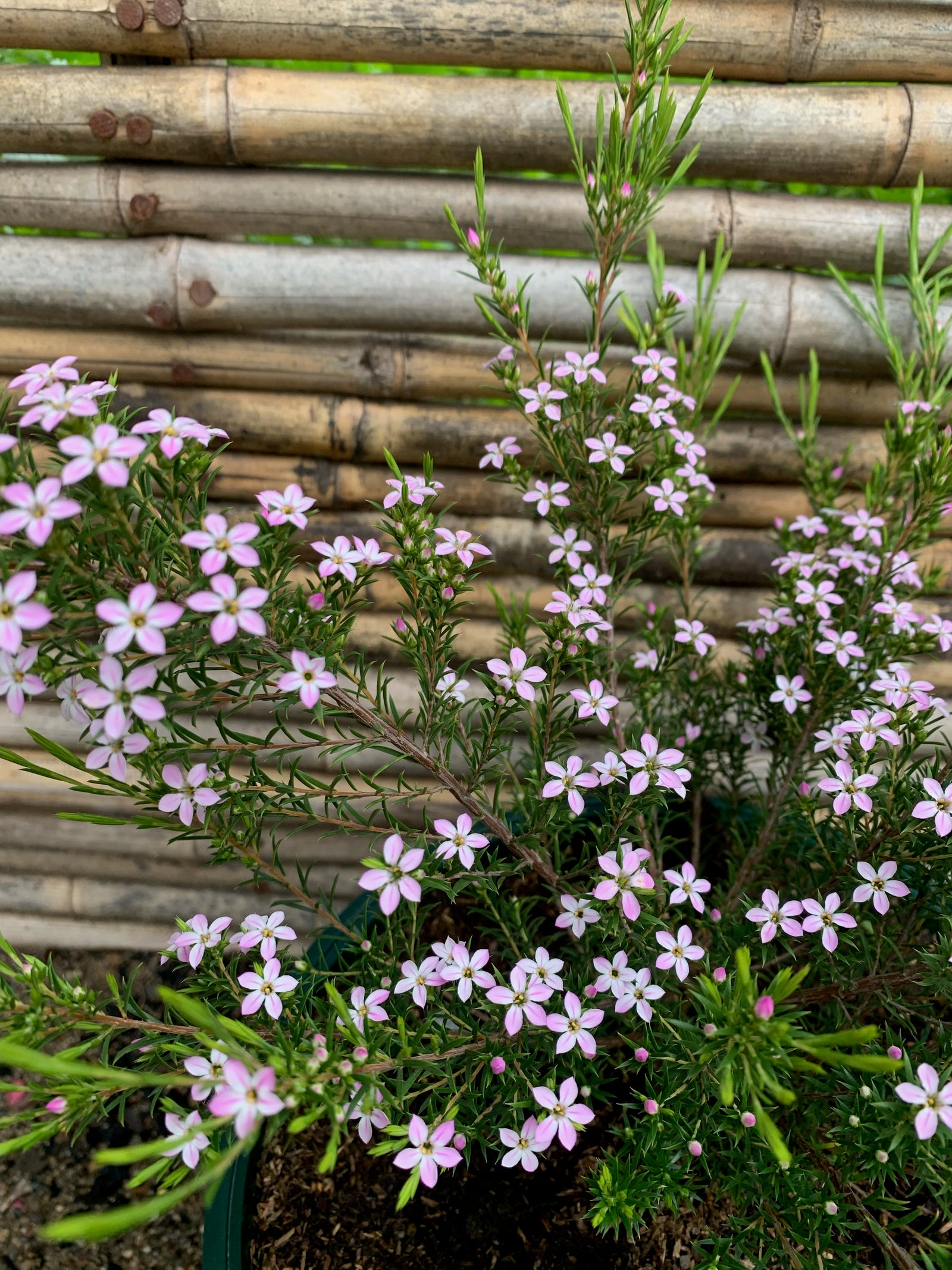 Diosma Arbustivo (Amarillo)(15cm.)