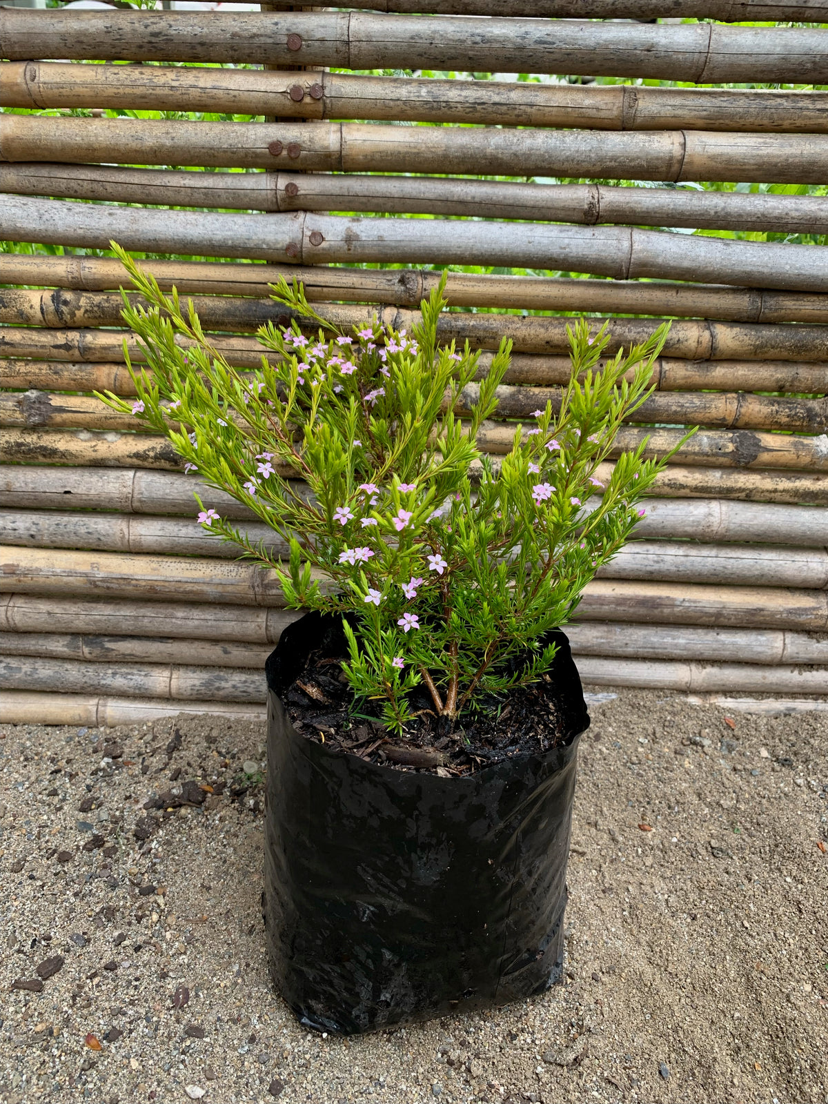 Diosma Arbustivo (Amarillo)(15cm.)