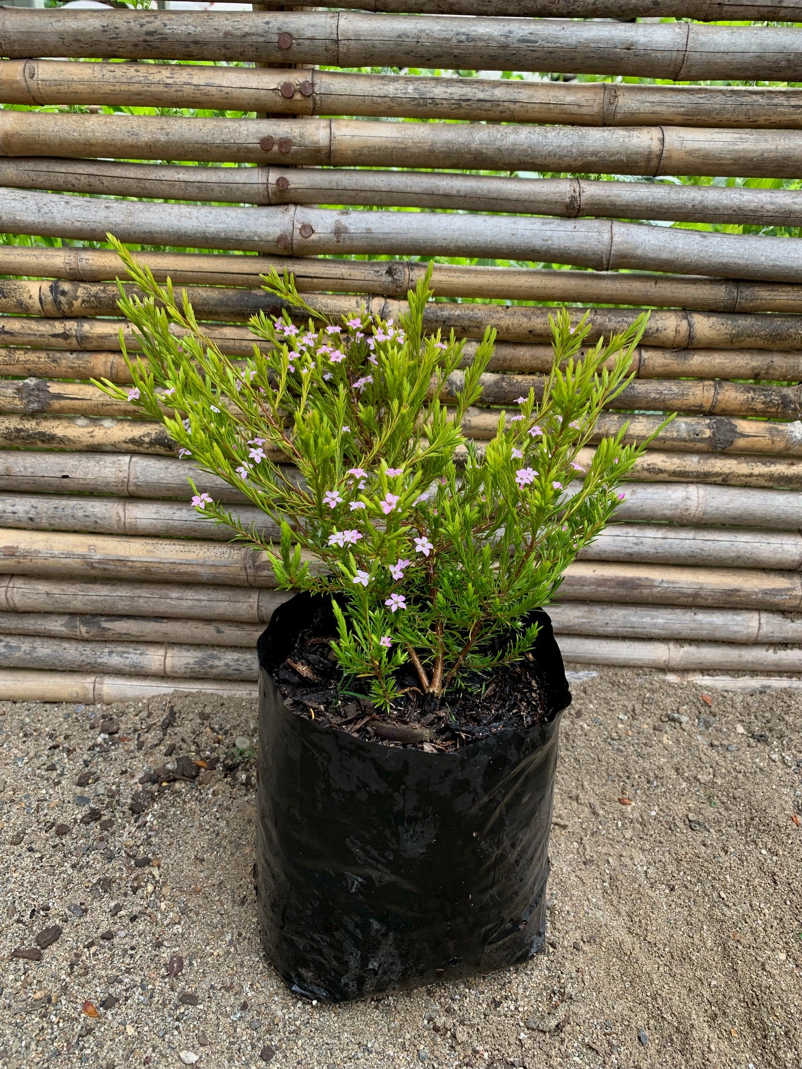 Diosma Arbustivo (Amarillo)(15cm.)