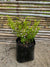 Diosma Arbustivo (Amarillo)(15cm.)