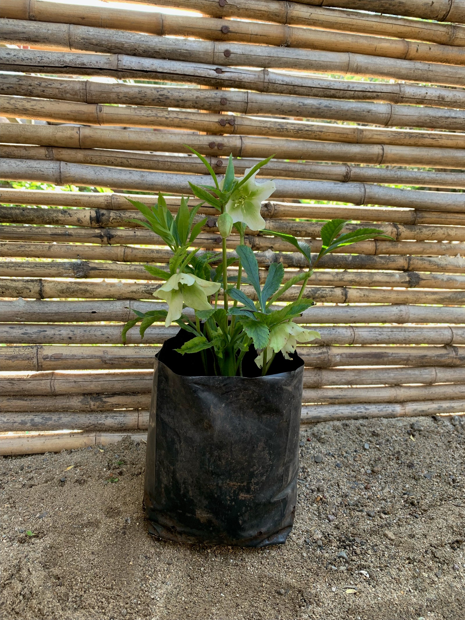 Eléboro fétido - Helleborus foetidus