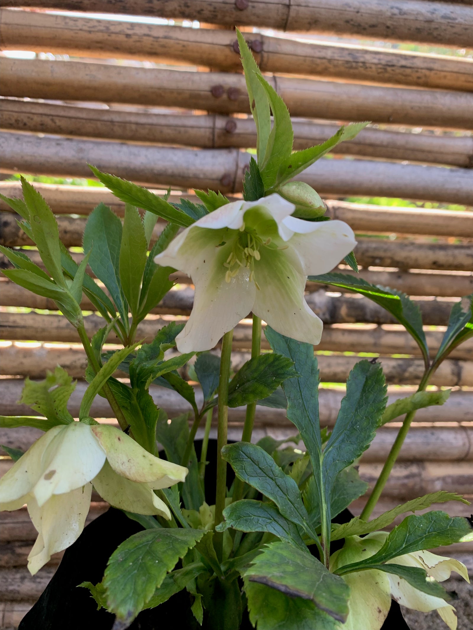 Eléboro fétido - Helleborus foetidus