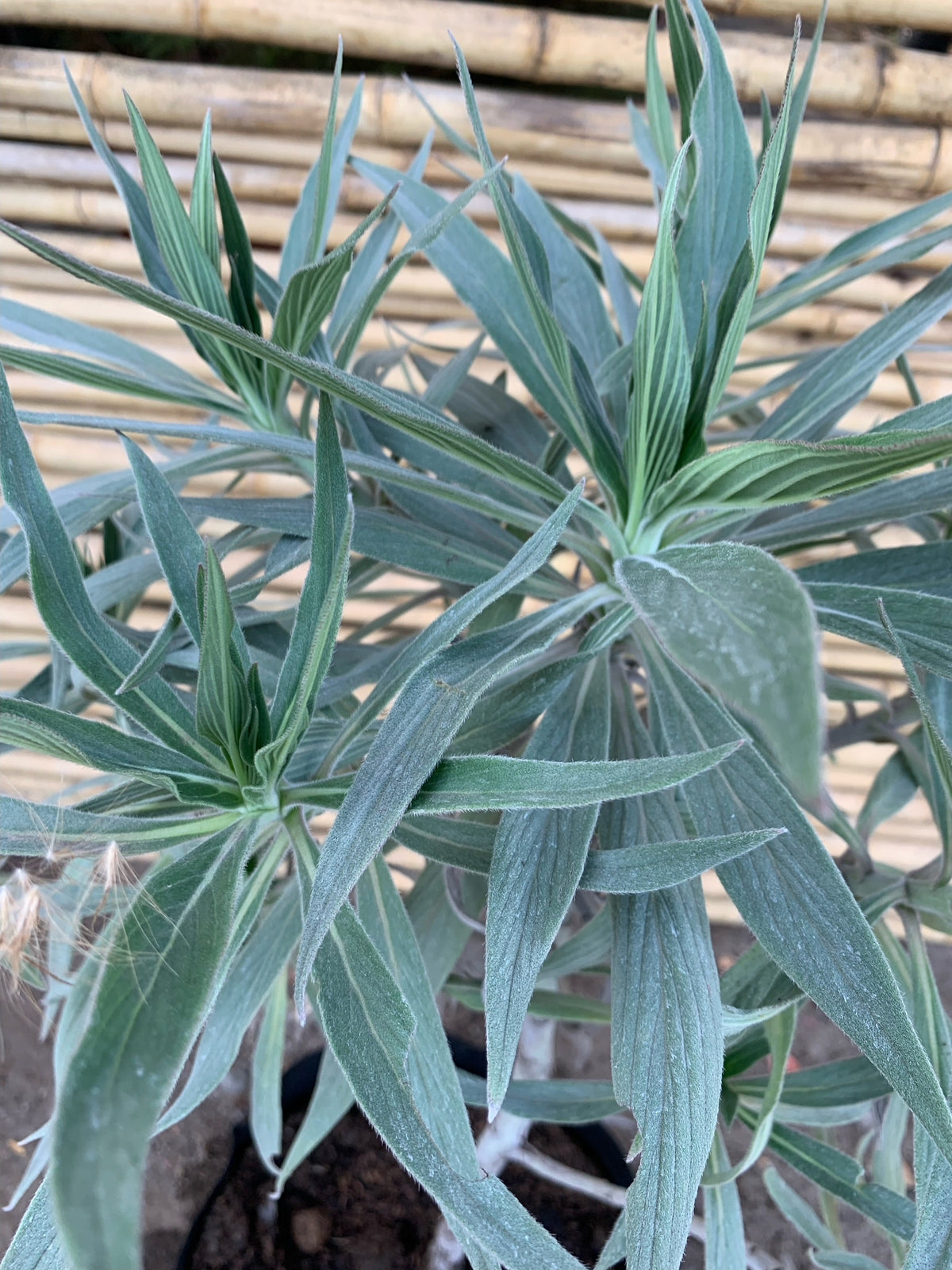Equium -Echium fastuosum o candicans