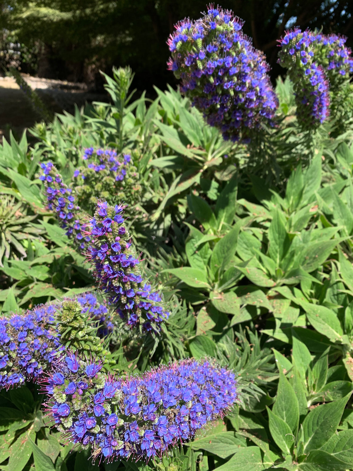 Equium -Echium fastuosum o candicans