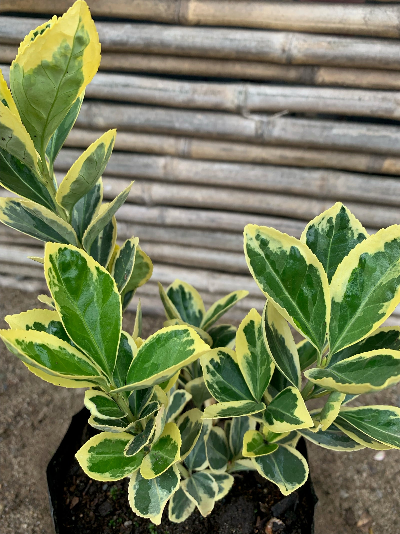 Evónimo Fortunei - Euonymus fortunei  (0.2-0.3m)