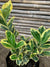 Evónimo Fortunei - Euonymus fortunei  (0.2-0.3m)