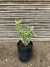 Evónimo Fortunei - Euonymus fortunei  (0.2-0.3m)
